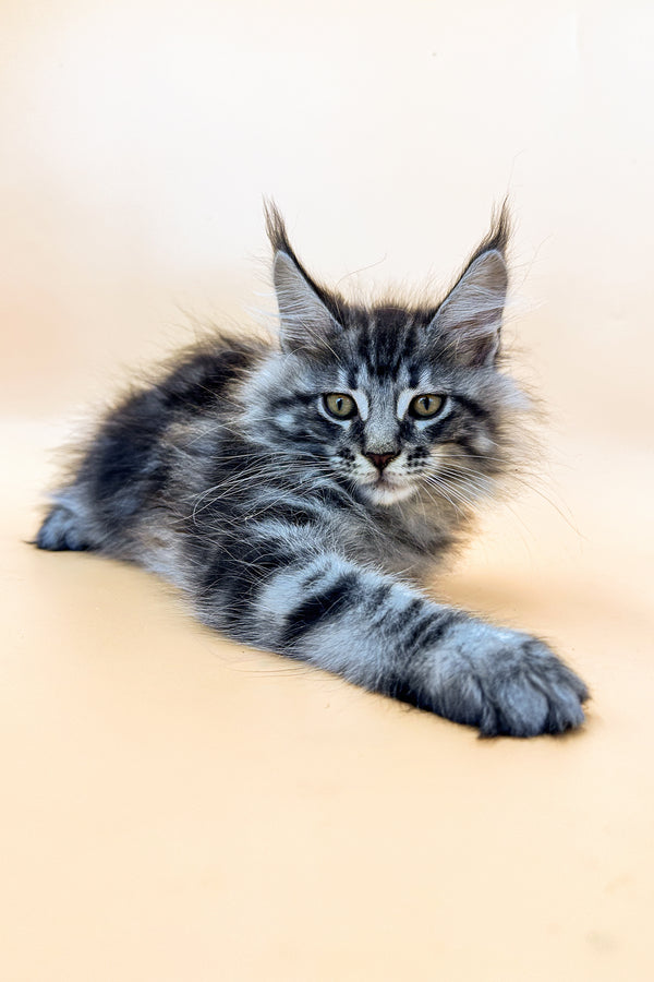 Vinor | Maine Coon Kitten