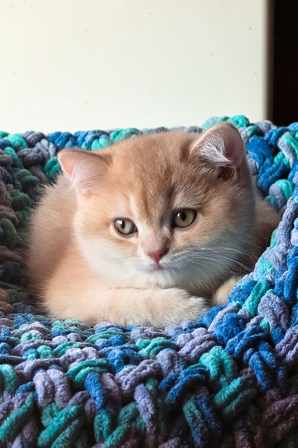 Vinse | British Shorthair Kitten