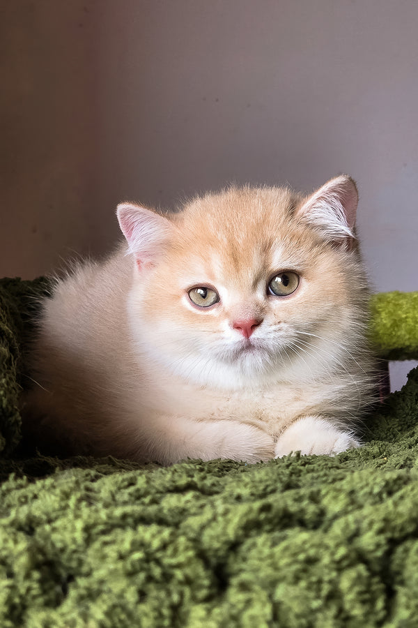 Vinse | British Shorthair Kitten