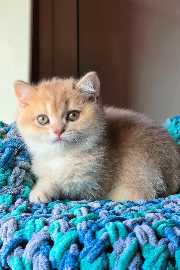 Vinse | British Shorthair Kitten