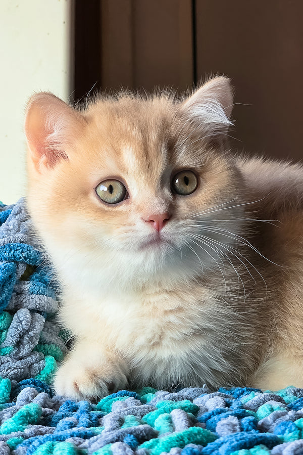 Vinse | British Shorthair Kitten