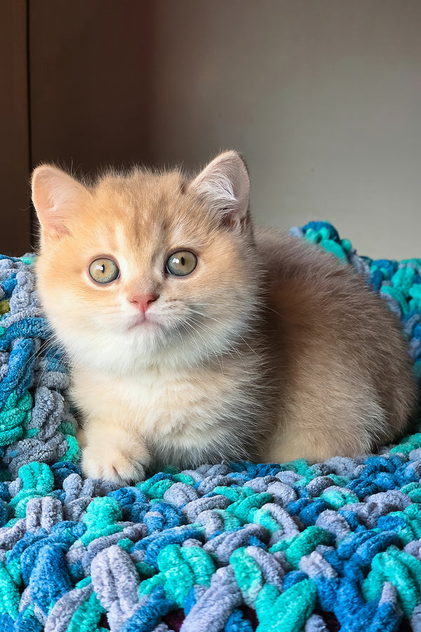 Vinse | British Shorthair Kitten