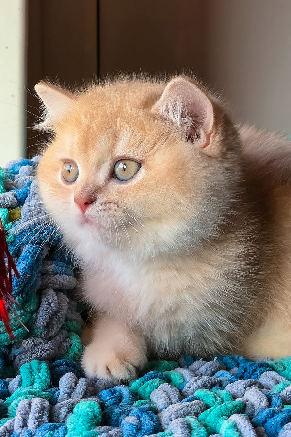 Vinse | British Shorthair Kitten