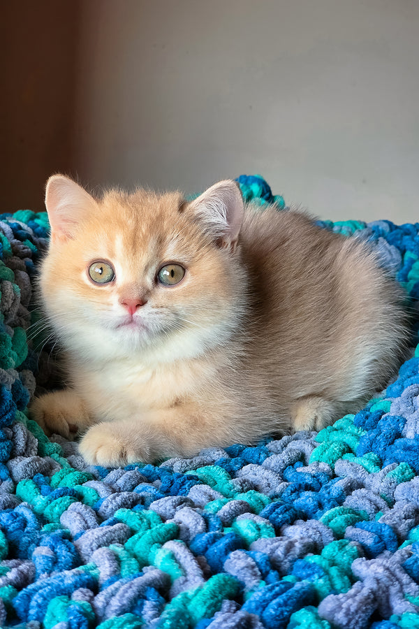 Vinse | British Shorthair Kitten