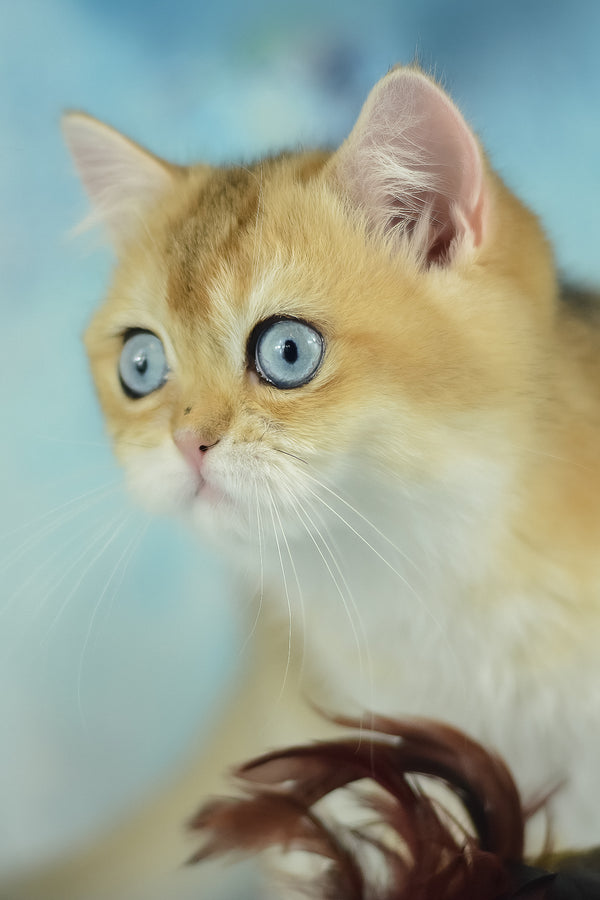 Viola | British Shorthair Kitten