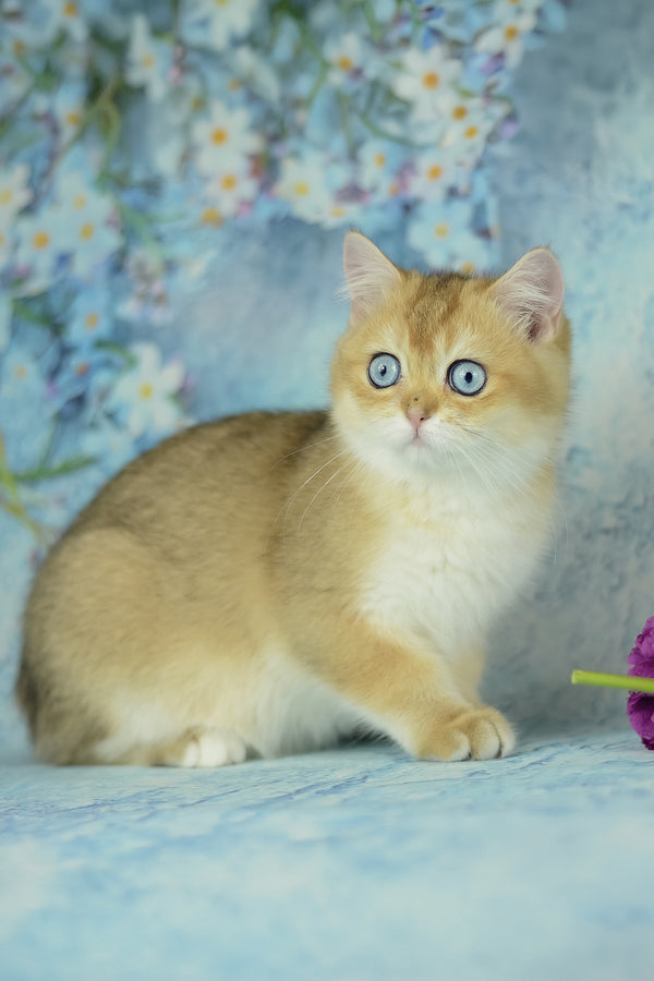 Viola | British Shorthair Kitten