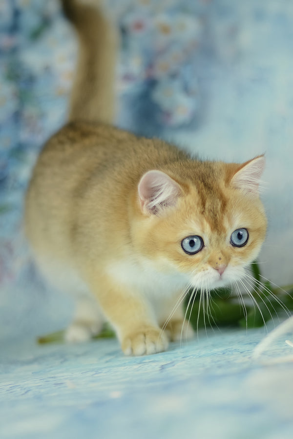 Viola | British Shorthair Kitten