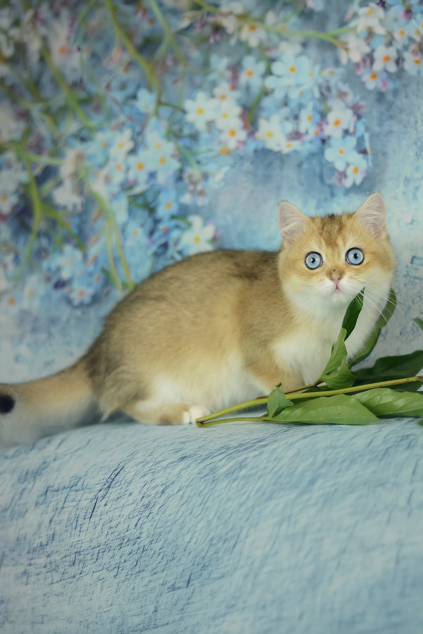 Viola | British Shorthair Kitten
