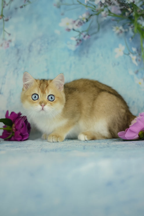 Viola | British Shorthair Kitten