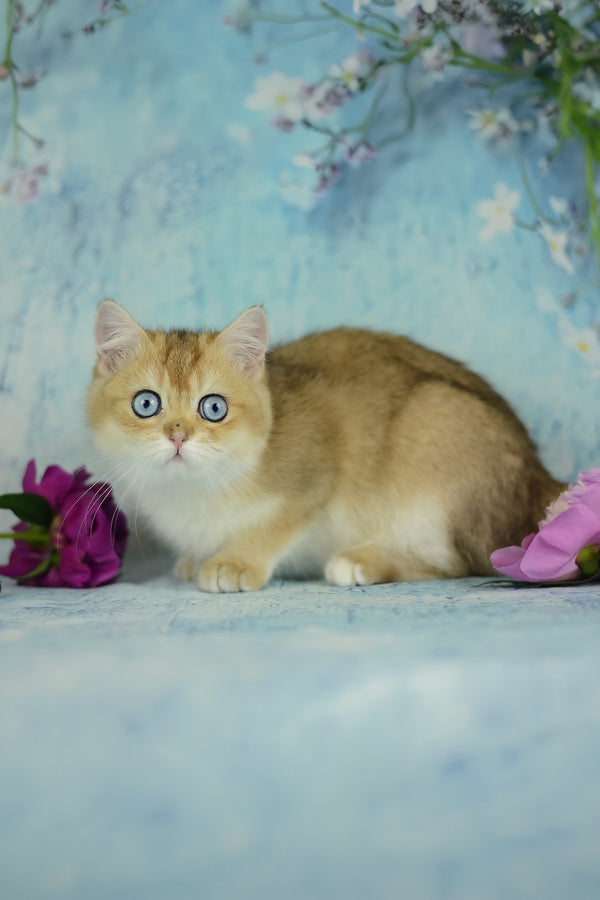 Viola | British Shorthair Kitten