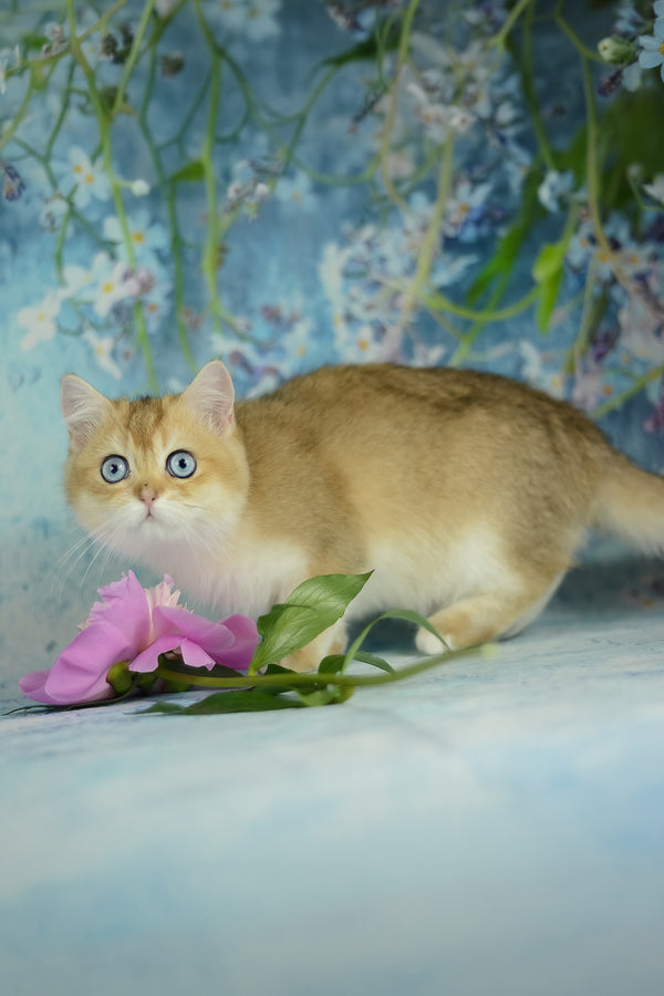 Viola | British Shorthair Kitten
