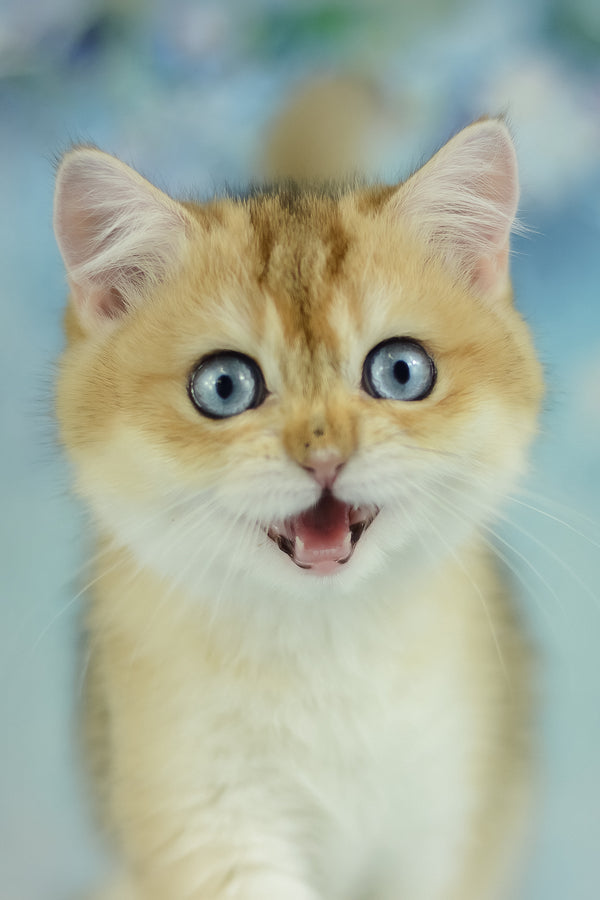 Viola | British Shorthair Kitten