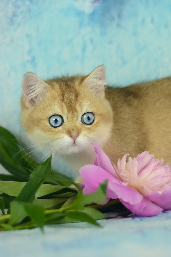 Viola | British Shorthair Kitten
