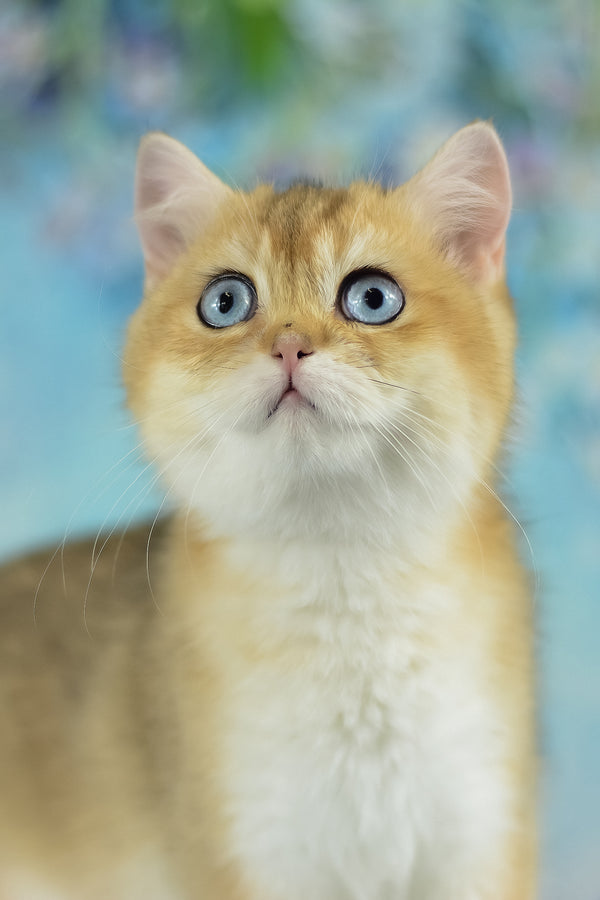 Viola | British Shorthair Kitten