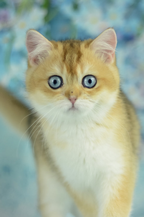Viola | British Shorthair Kitten