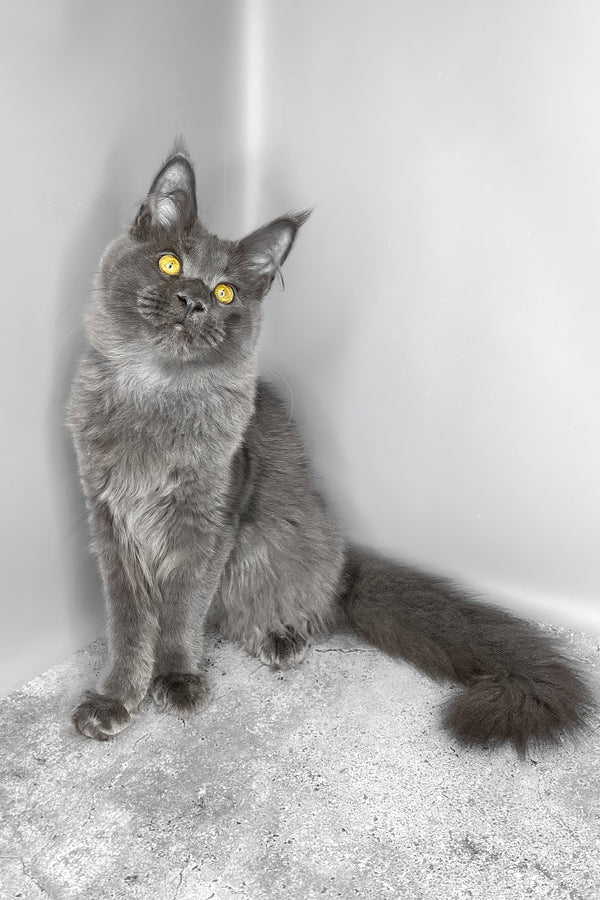 Viola | Maine Coon Kitten