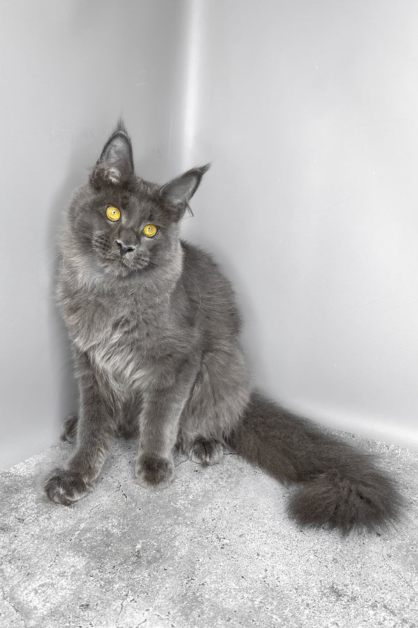 Viola | Maine Coon Kitten