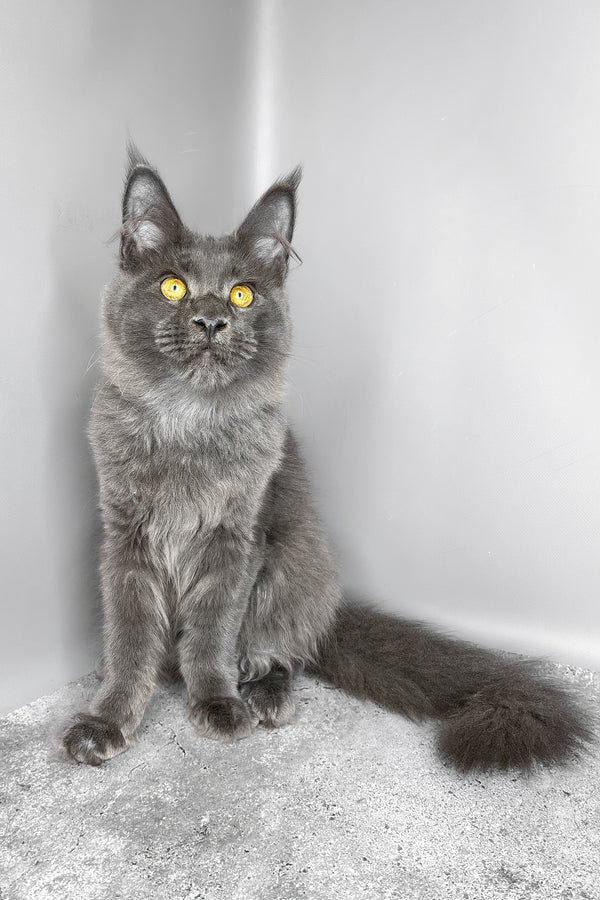 Viola | Maine Coon Kitten