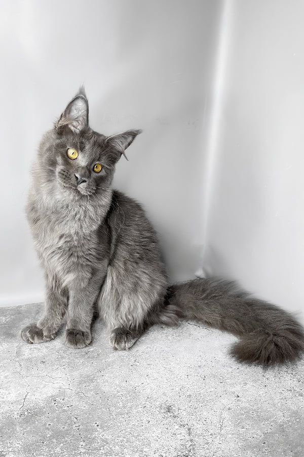 Viola | Maine Coon Kitten