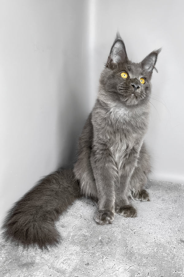 Viola | Maine Coon Kitten