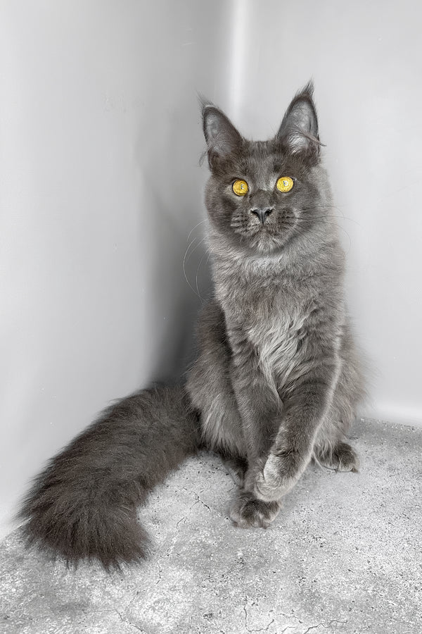 Viola | Maine Coon Kitten