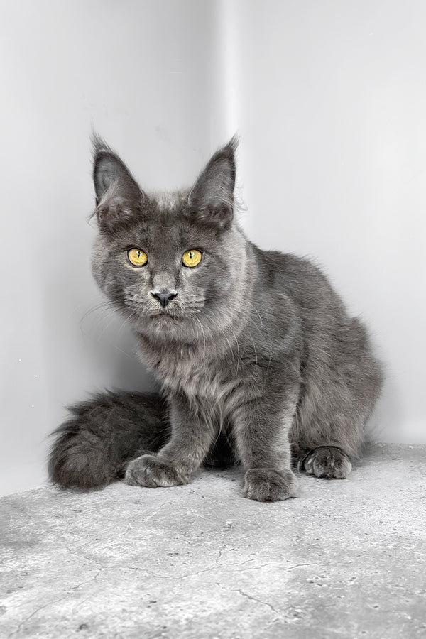 Viola | Maine Coon Kitten