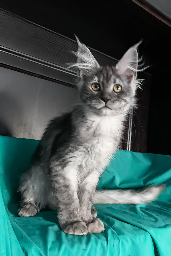 Virginia | Maine Coon Kitten