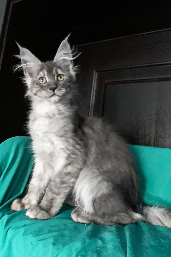 Virginia | Maine Coon Kitten