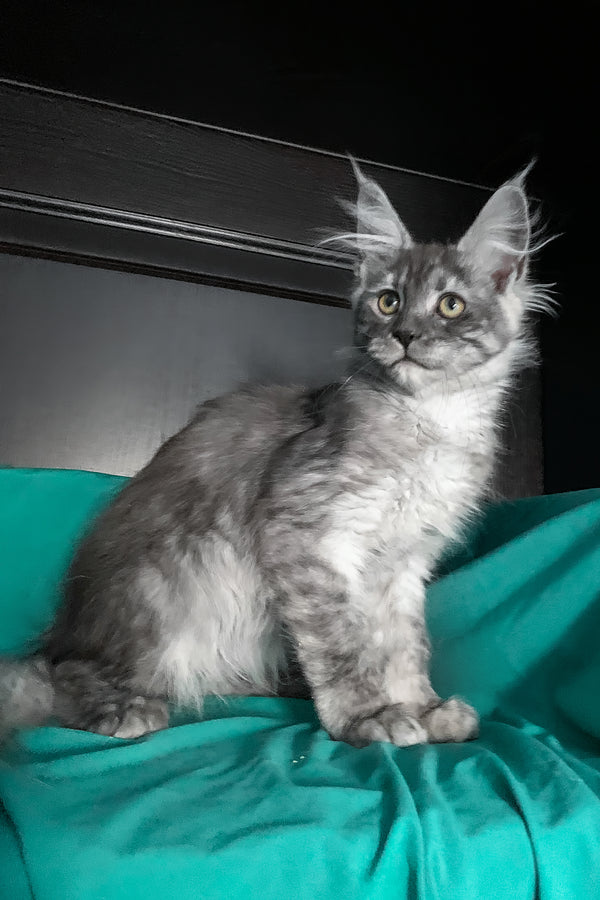 Virginia | Maine Coon Kitten