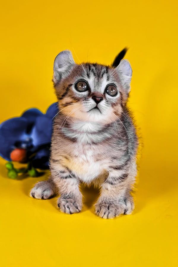 Vivian | Kinkalow Kitten