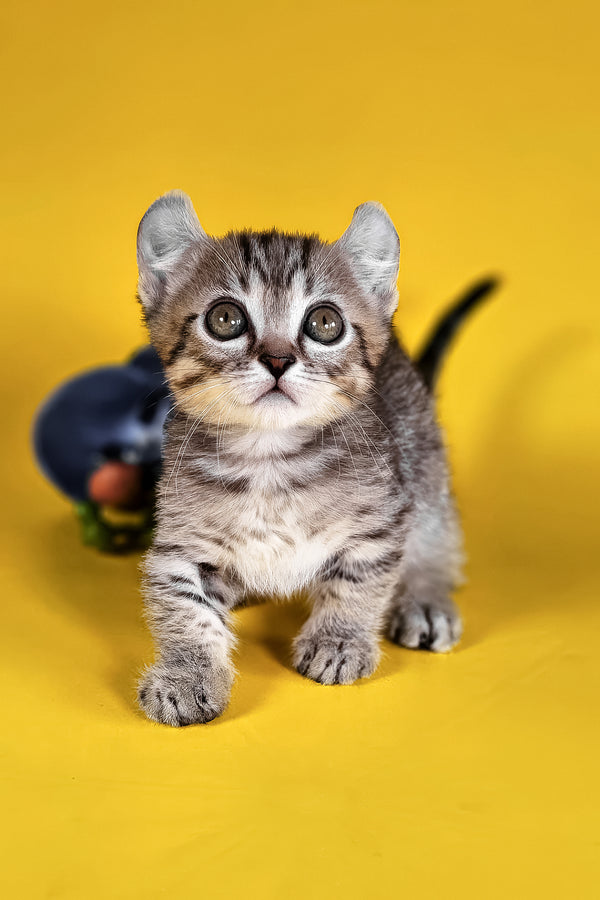 Vivian | Kinkalow Kitten