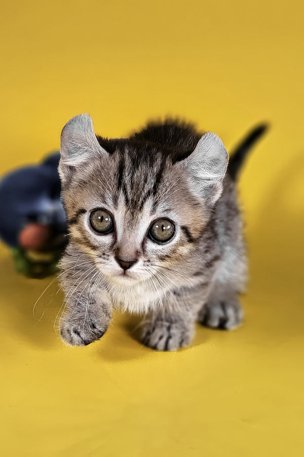 Vivian | Kinkalow Kitten
