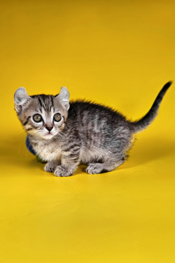 Vivian | Kinkalow Kitten