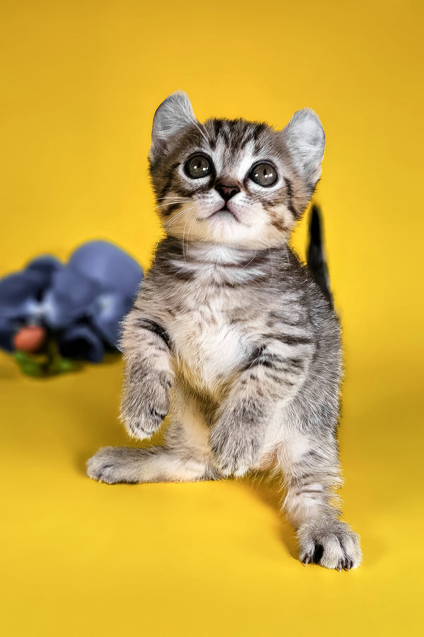 Vivian | Kinkalow Kitten