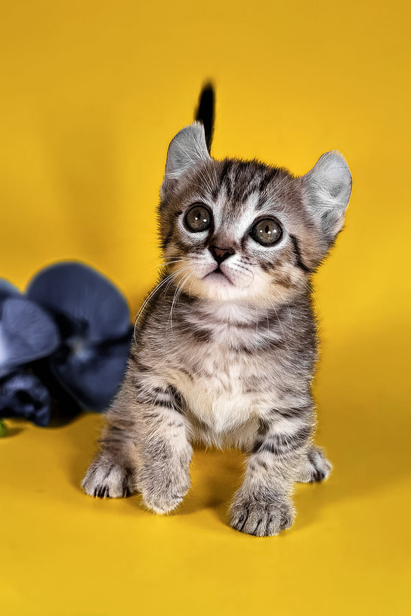 Vivian | Kinkalow Kitten