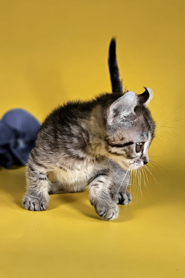 Vivian | Kinkalow Kitten