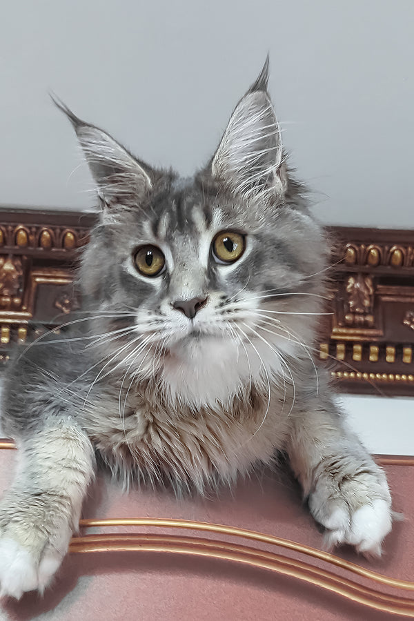 Vivien | Maine Coon Kitten