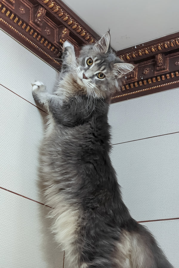 Vivien | Maine Coon Kitten