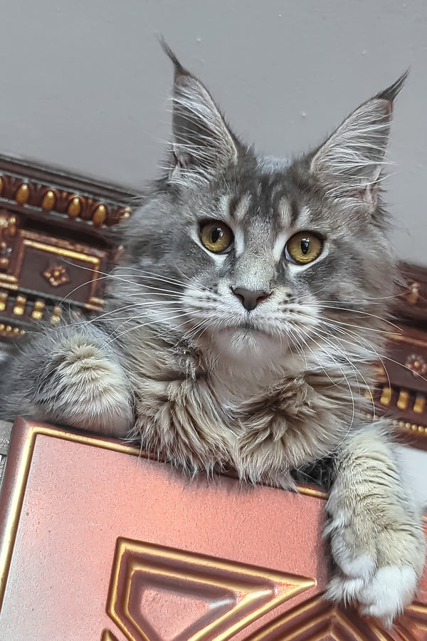 Vivien | Maine Coon Kitten