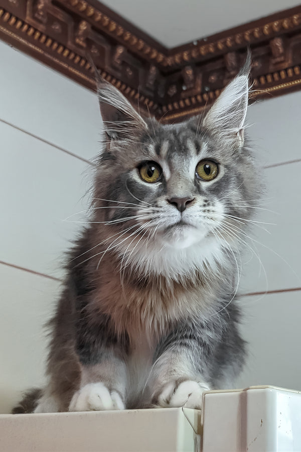 Vivien | Maine Coon Kitten