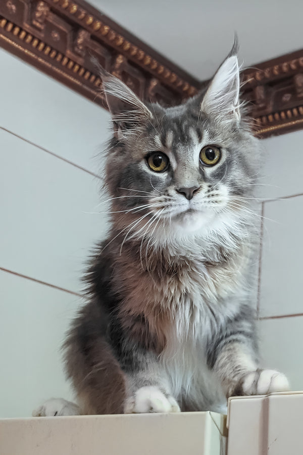 Vivien | Maine Coon Kitten