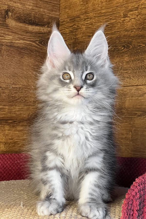 Volume | Maine Coon Kitten