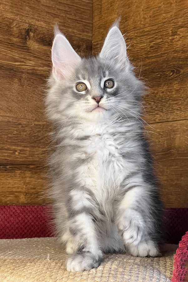 Volume | Maine Coon Kitten