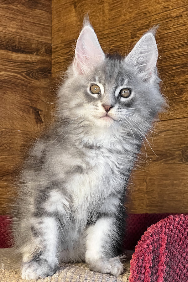 Volume | Maine Coon Kitten