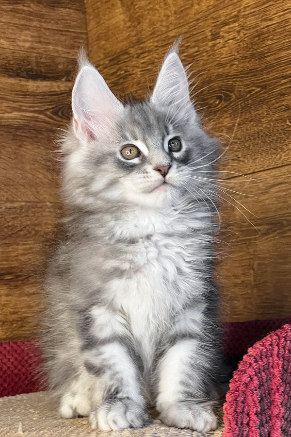 Volume | Maine Coon Kitten