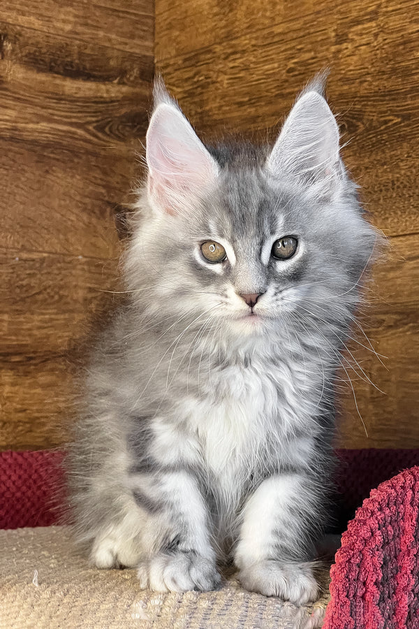 Volume | Maine Coon Kitten