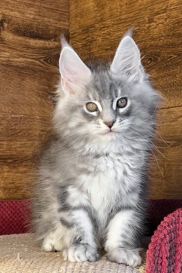 Volume | Maine Coon Kitten