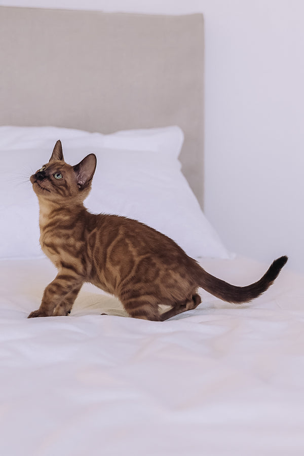 Winky | Bengal Kitten