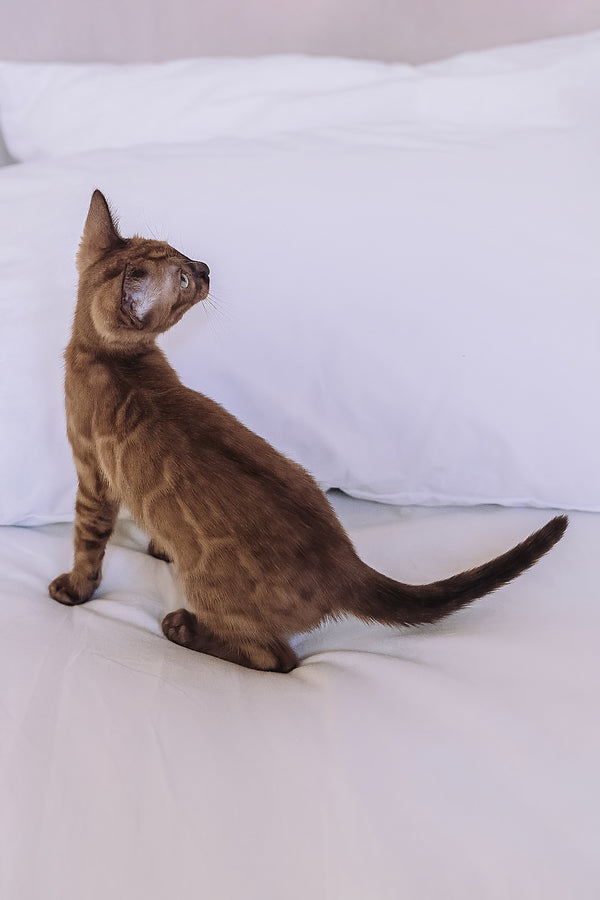 Winky | Bengal Kitten