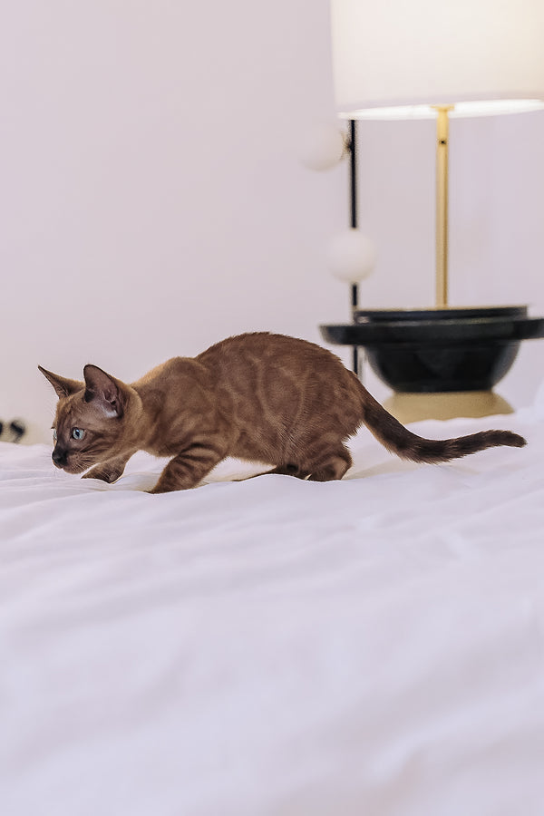 Winky | Bengal Kitten